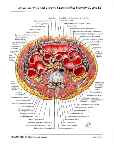 Anatomy Print Abdominal Walls and Viscera Cross Section