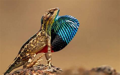 colorful lizards - Google Search | Lizard, Colorful lizards, Cute reptiles