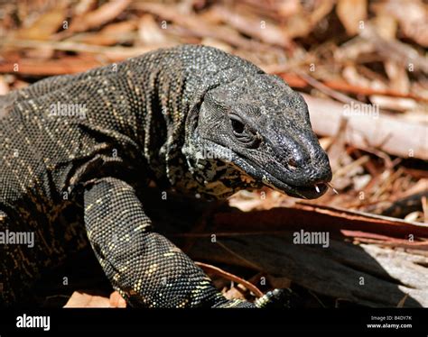 Australian Goanna High Resolution Stock Photography and Images - Alamy