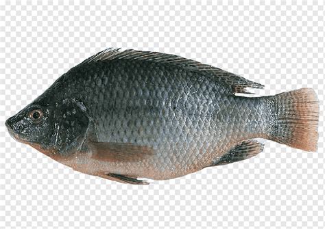 Nile tilapia Fish farming Oreochromis urolepis hornorum, fish, food, seafood, animals png | PNGWing