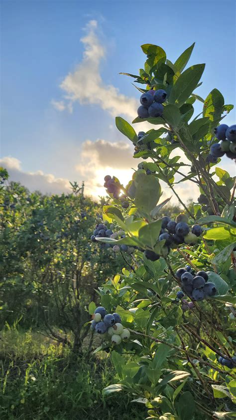 Blueberry farm : r/galaxyphotography