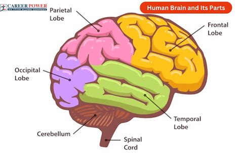 Human Brain Diagram, Parts and Functions