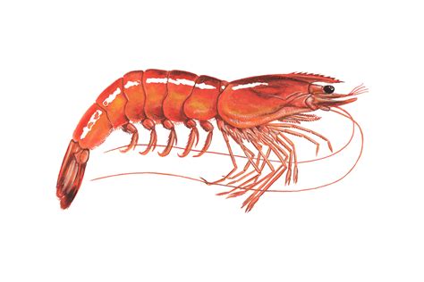 Sustainable shrimp guide | Seafood Watch