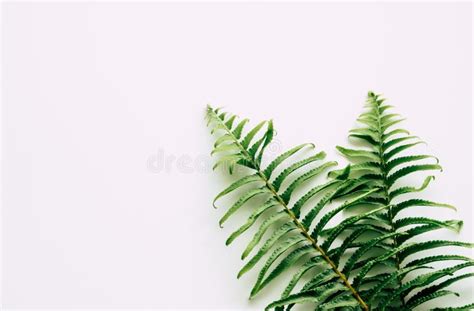 Tropical Plants on White Background Stock Photo - Image of frame, growth: 152124070