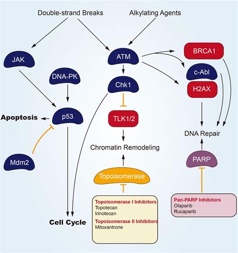 Frontiers | Role of Small Molecule Targeted Compounds in Cancer: Progress, Opportunities, and ...