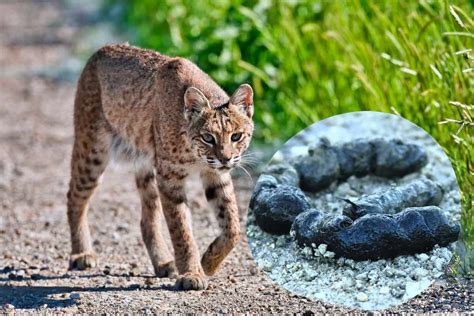 What Does Bobcat Poop Look Like? | Bobcat Scat Identification