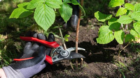 Pruning raspberries: when and how to do it | Gardeningetc