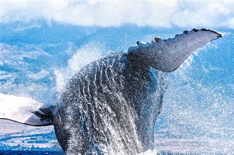 Angler Shoots Epic Vid of Breaching Whale Inches from Boat