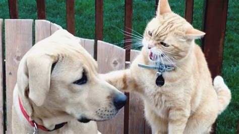 Cats vs Dogs Fighting – Funny Cats and Dogs Compilation || PETASTIC 🐾 – HousePetsCare.com