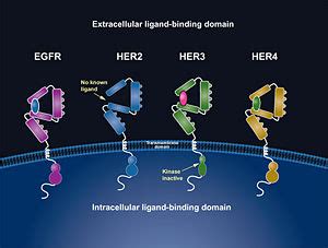 Herceptin - Mechanism of Action - Proteopedia, life in 3D