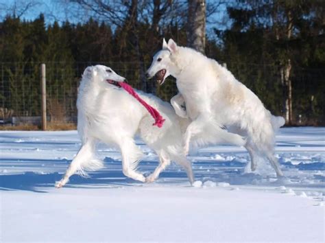 These 15 Borzoi Colors Are The Next In Fashion