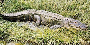 Alligator | Description, Habitat, Size, Diet, & Facts | Britannica