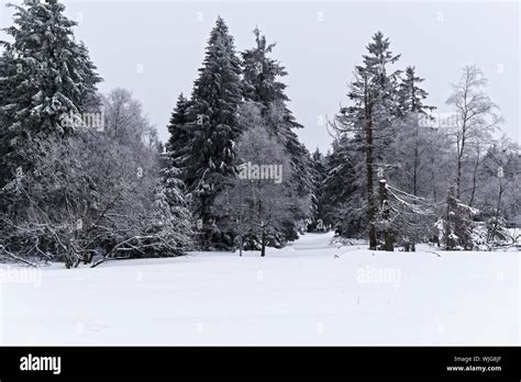 Winter landscape in Harz National park. Torfhaus, Germany Stock Photo - Alamy