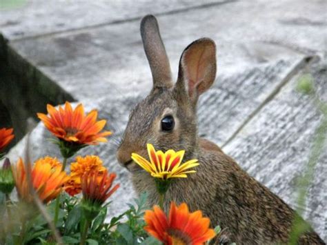 Who’s Eating My Flowers? | Outside My Window