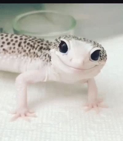 The-gecko GIFs - Find & Share on GIPHY