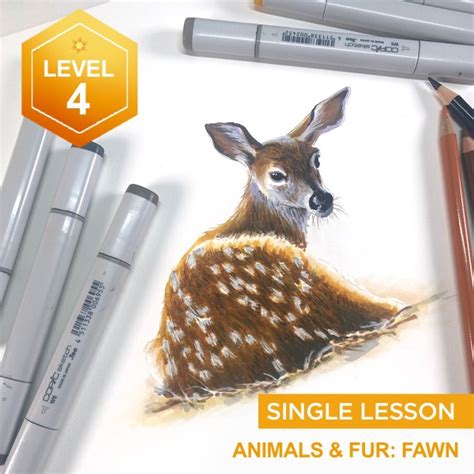 Drawing on Nature - Animals and Fur: Fawn | Art Classes