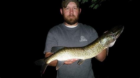 Chain Pickerel Esox niger