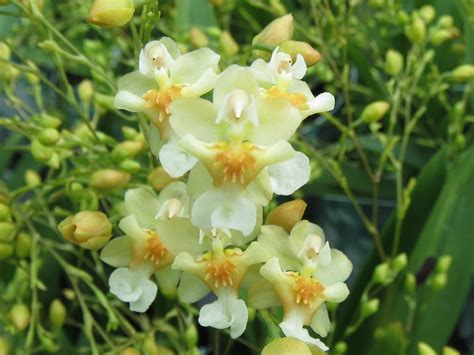 Oncidium Twinkle ‘Fragrant Fantasy’ | Leaf and Limb