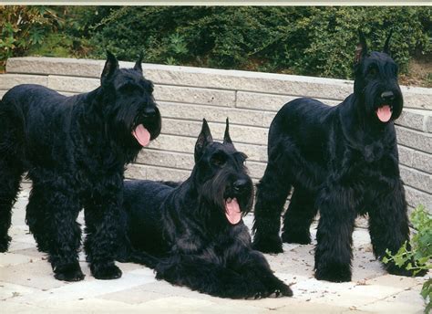 Three Giant Schnauzer dogs photo and wallpaper. Beautiful Three Giant Schnauzer dogs pictures