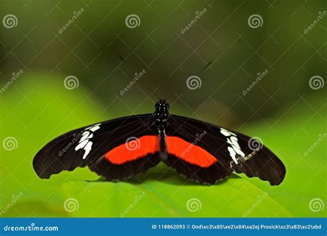 Butterfly Montane Longwing, Heliconius Clysonymus, in Nature Habitat. Nice Insect from Costa ...