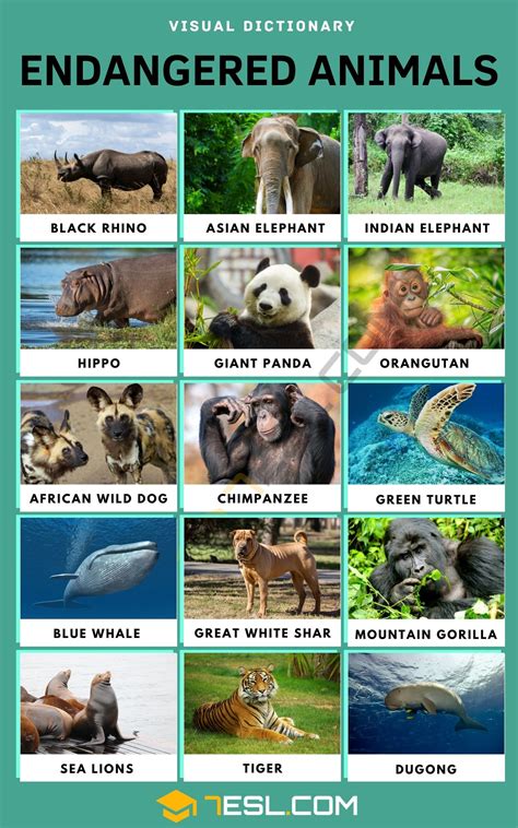 Google Image Result for https://7esl.com/wp-content/uploads/2021/06/Endangered-Animals.jp ...