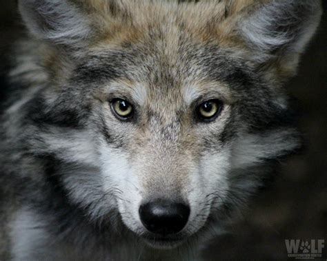 Wolf Conservation Center on Twitter | Wolf conservation center, Mexican ...