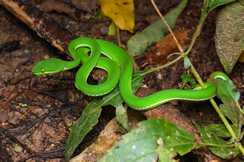 White-lipped pit viper (Trimeresurus albolabris)