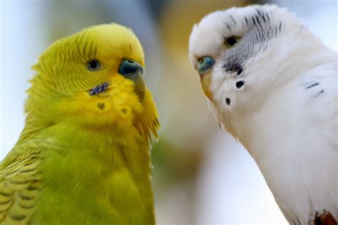 parakeets | Pet birds, Parakeet, Cute birds