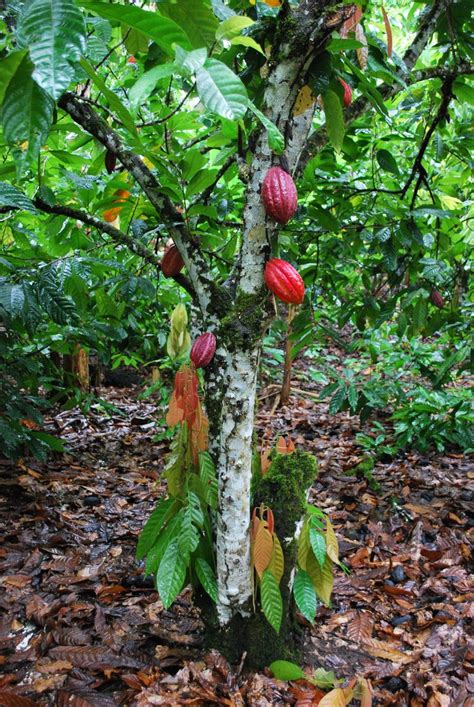 Theobroma cacao also cacao tree and cocoa tree, is a small (4–8 m (13–26 ft) tall) evergreen ...