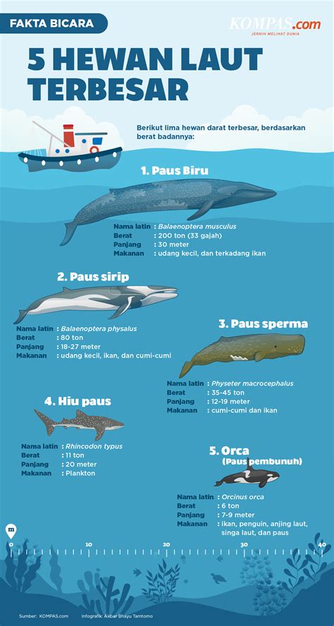 INFOGRAFIK: 5 Hewan Laut Terbesar