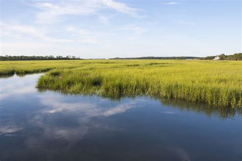 What is Salt Marsh? - Earth.com