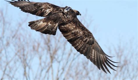 Rare Golden Eagle Tracked Through Migration | Live Science