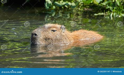 Capybara Swimming in a Lake Surrounded by Greenery Stock Image - Image of landscape, outdoor ...