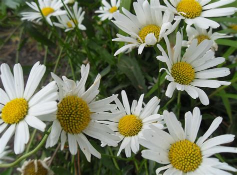 chamomile, flowers, meadow Wallpaper, HD Flowers 4K Wallpapers, Images and Background ...