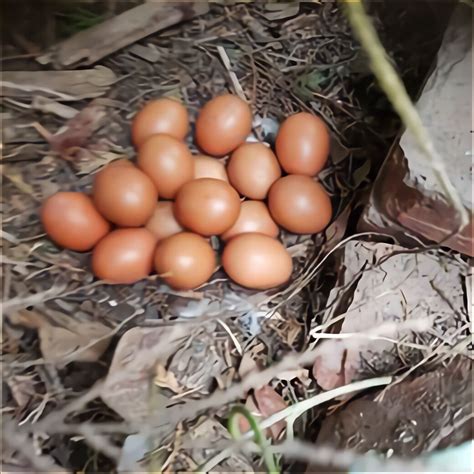 Silkies Hatching Eggs for sale in UK | 76 used Silkies Hatching Eggs