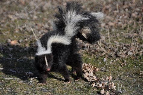 Skunk found near Roger’s Grove Park in Longmont tests positive for ...