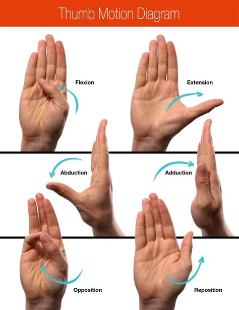 Finger Range Of Motion Chart