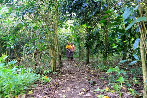 Coffee farmers help protect Flores forest