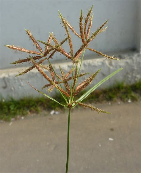 Cyperus rotundus – eFlora of India