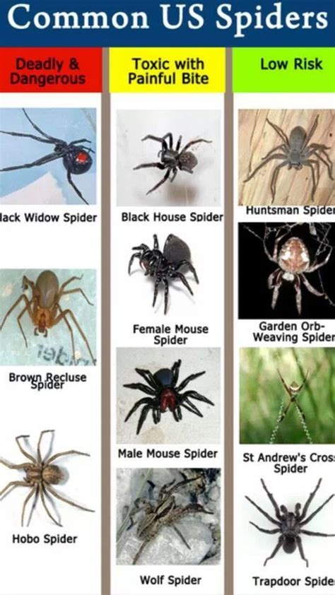 Pin by Deb Mason on Garden | Spider identification chart, Spider identification, Common spiders