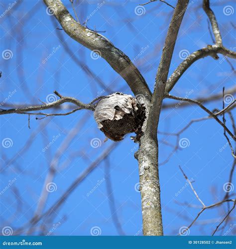 Paper Wasp Nest stock photo. Image of blue, macro, nest - 30128502