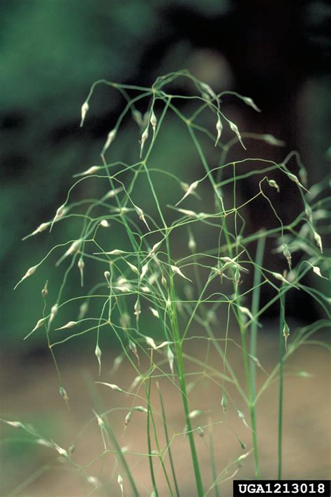 Indian ricegrass (Achnatherum hymenoides (Roemer & J.A. Schultes ...