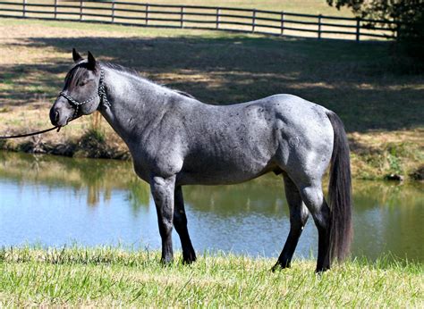 Homozygous black/roan blue roan stallion | Horses, Quarter horse, Blue roan quarter horse