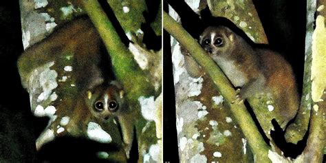 Rare Sunda Slow Loris Spotted In S'pore After Nature Lover Searched For Almost 1 Year