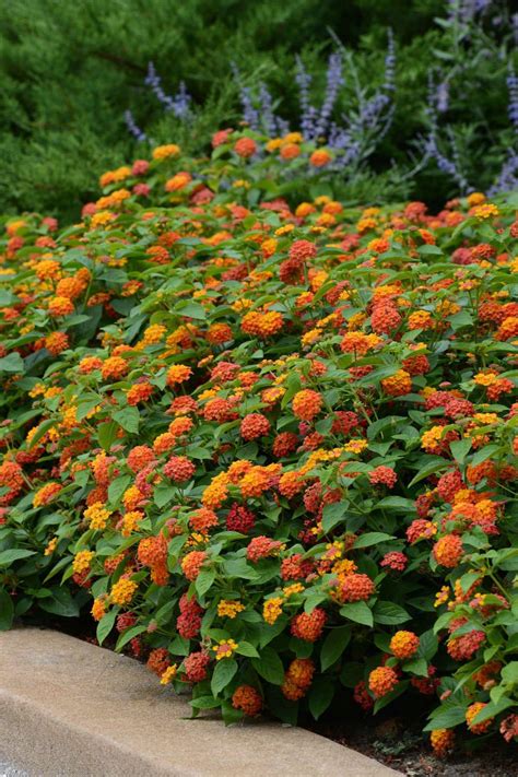 Cómo cuidar de la planta lantana (cariaquito) - Succulent Avenue