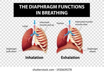 Inhalation Exhalation Diagram Photos and Images & Pictures | Shutterstock