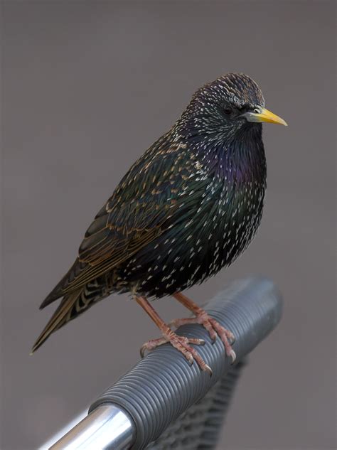 Common starling - Wikipedia