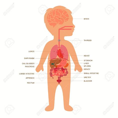 human body anatomy, medical organs child vector system , #AFF, #anatomy, #medical, #human, #body ...