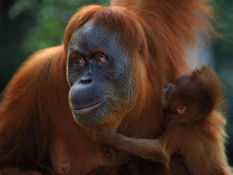 Sumatran Orangutan | Species | WWF