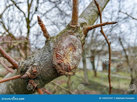 The Process of Healing a Wound on a Fruit Tree Stock Image - Image of ...